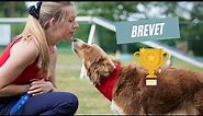 BREVET - PASS DOG DANCING || OWEN & OLIVIA