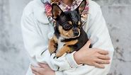 These are the most affectionate and devoted small dog breeds