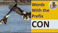 Words With the Prefix CON (6 Illustrated Examples)