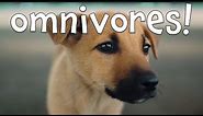Omnivores! Learning Omnivore Animals for Kids
