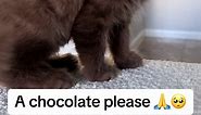 A chocolate ragdoll please! Ever seen a brown cat??? #ragdoll #ragdollcat #ragdollkitten #catsoftiktok #foryou #cutecat #cutekitty #cutekittycat #browncat #cinnamoncat
