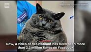 A 25-pound cat from Washington has won over the internet with her purrfect workout routine.