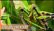 Spectacular and Breathtaking Close-Ups of our Wildlife | Full Documentary