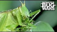 Predatory Katydid Vs Green Praying Mantis | MONSTER BUG WARS