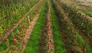 Premium stock video - Drone view of apples orchard - red apple trees growing in rows in the field