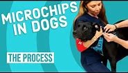 How to Microchip a Dog