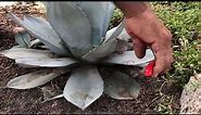 Cut the Needles - Vargas Landscaping Presents How to Prune an Agave