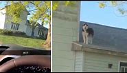 Dog Owner Stunned To Find Husky On Roof