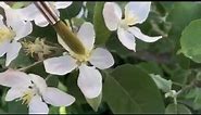 Apple Pollination Experiment: Video 1, May 6, 2015