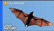 The World's Biggest Bat | Secrets of Wild Australia Ep104