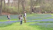 As bluebells bloom in Alburtis, officials reminding people of rules to protect the flowers