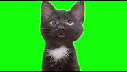 Confused cross eyed kitten meme green screen