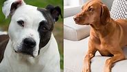 The Only Pitbull Vizsla Mix Guide You'll Ever Need