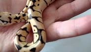 Unboxing Bumblebee Ball Python and Miami Cornsnake from BHB 2012