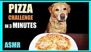 Dog eating PIZZA, AMERICAN Style Pizza - ASMR Eating ( No Talking) EATING SOUNDS
