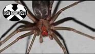 Brown Recluse vs Wolf Spider