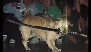 dog with a katana in his mouth (extended)