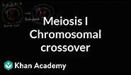 Chromosomal crossover in Meiosis I