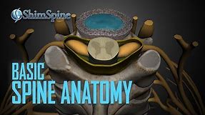 Basic Spine Anatomy
