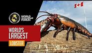 World’s Largest Lobster