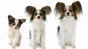 Papillon Progression: Growth Chart, Milestones, and Training Tips