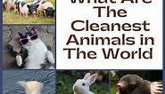 What Are The Cleanest Animals in The World - KonnectHQ