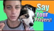 Dog Training: How To Teach Your Dog "Say Your Prayers"