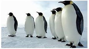All About Penguins Worksheet - Download Free Printables Science Worksheets -