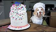 Chef Dog Bakes Cake: Funny Dog Maymo