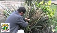 How to Trim and Maintain a Flax Plants