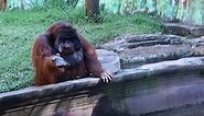Orangutan Asks for Banana Then Throws Back Peel