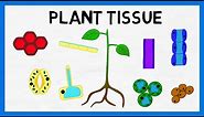 Plant Tissue