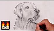 How To Draw a DOG | YELLOW LAB Sketch Tutorial