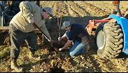 How to plant Apple Orchard!!!