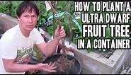 How to Plant a Bare Root Fruit Tree in a Container to Grow Fruit