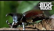 Brutal Beetle Battles | MONSTER BUG WARS
