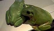 Elvis the green tree frog sings again