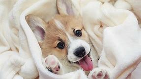 Cute Puppy Names - Over 200 Adorable Ideas For Naming Your Dog
