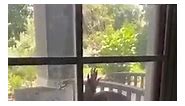 Monitor lizard scales window of Florida home