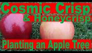 Cosmic Crisp Apple Tree with Honeycrisp Graft - Background, Planting, Tips, and Demonstration