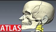 Atlas Anatomy - Cervical Vertebrae Anatomy - Neck Anatomy