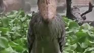 Shoebill Stork Bird Staring Into Your Soul Meme Template