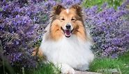 Scotch Collie vs Rough Collie: What’s the Difference?