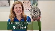 Bringing the Zoo to You: Quilbert Prehensile-Tailed Porcupine