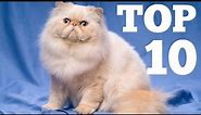 Top 10 Fluffiest Cat Breeds
