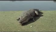 alligator explodes
