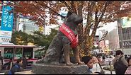 [Shibuya Crossing] Hachiko Statue (Tokyo Shibuya Crossing) [Japan Travel Guide][movie fine]
