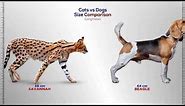 Cats vs Dogs Size Comparison
