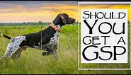 5 Things To Consider When Getting A German Shorthaired Pointer