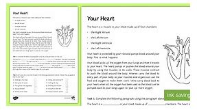 Your Heart Worksheet